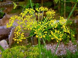 dill (Anethum graveolens): Health benefits, uses, and side effects